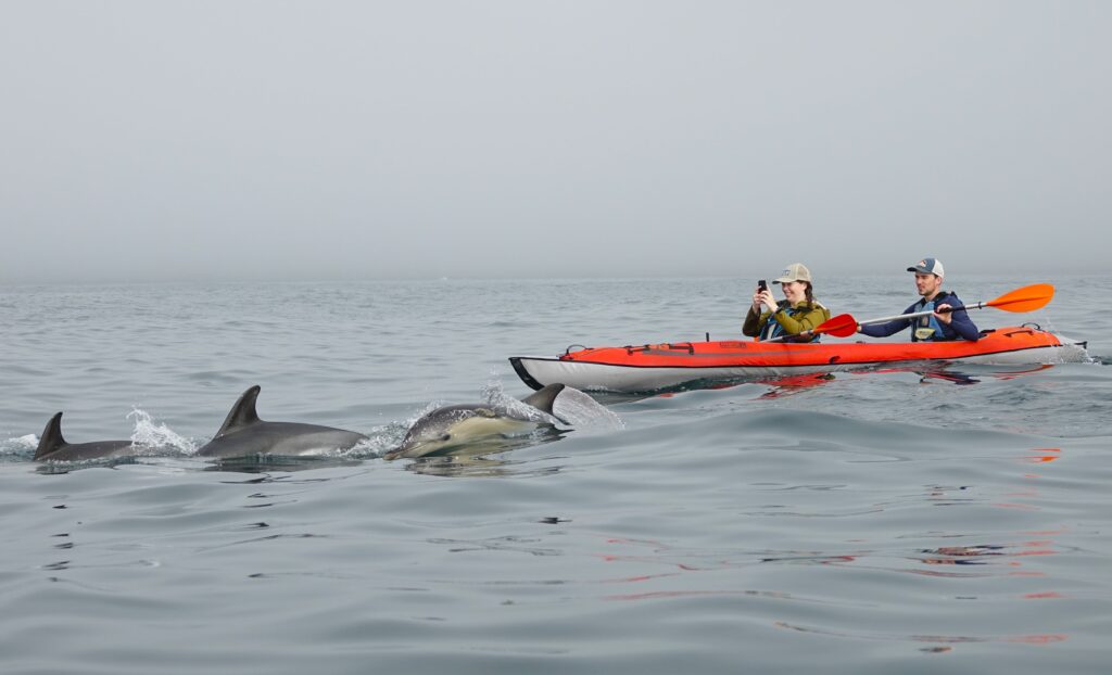 dolphins